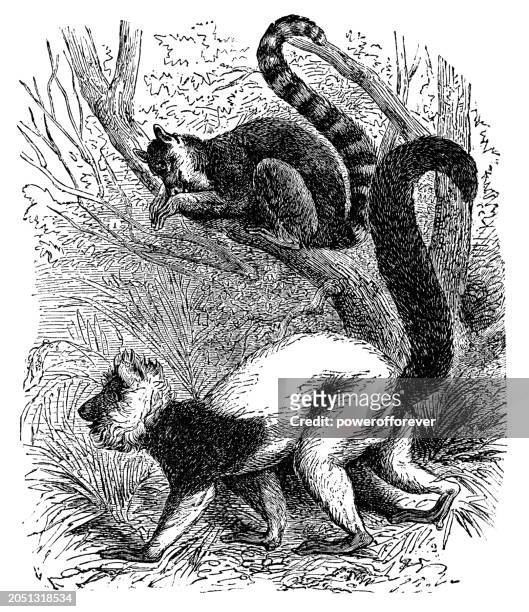 ring-tailed lemur (lemur catta) and white-headed lemur (eulemur albifrons) - 19th century - cebus albifrons stock illustrations