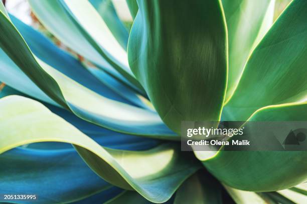 aloe plant, close-up. beautiful natural background - agave plant stock pictures, royalty-free photos & images