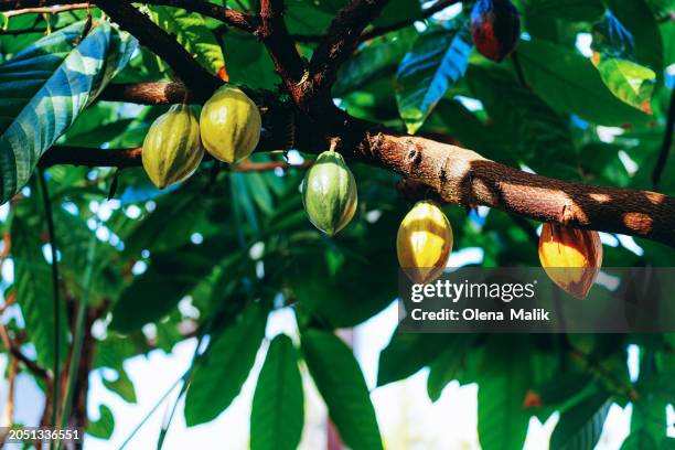 cocoa pots plantation - cocoa trees fotografías e imágenes de stock