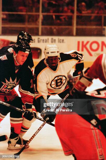 Right Wing Anson Carter of the Boston Bruins follows the action in the game between the Boston Bruins vs The New York Rangers at Madison Square...