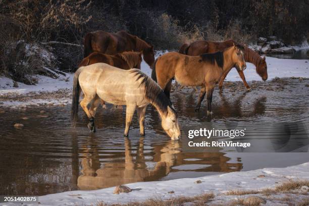 caballos bebiendo en el arroyo - cuarto de milla fotografías e imágenes de stock