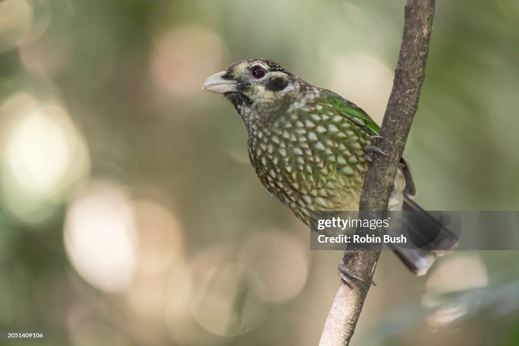 Green Catbird ( Ailuroedus crassirostris )