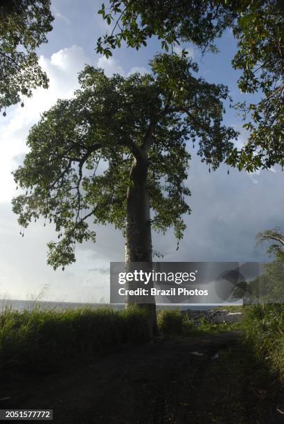 Baobab tree at Micondó beach - baobabs are long-lived deciduous trees with broad trunks and compact crowns - they are among the most long-lived of...