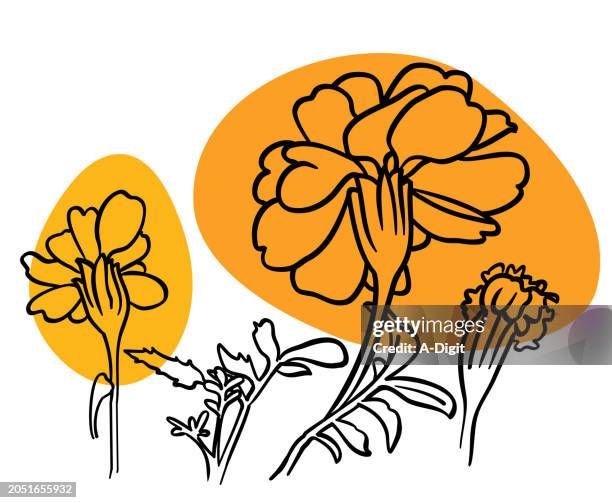 marigold flowers - orange marigold stock illustrations