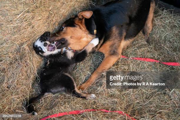 border collie puppy playing with adult german shepherd - german shepherd playing stock pictures, royalty-free photos & images
