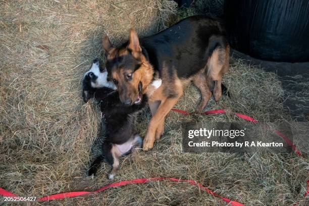 border collie puppy playing with adult german shepherd - german shepherd playing stock pictures, royalty-free photos & images