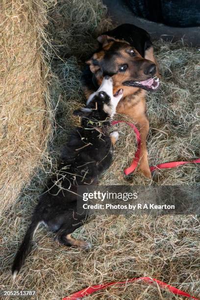 border collie puppy playing with adult german shepherd - german shepherd playing stock pictures, royalty-free photos & images