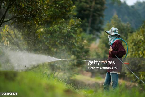 a farmer wearing protective gear sprays pesticides on trees in a rural durian orchard setting. - fertilizer stock pictures, royalty-free photos & images