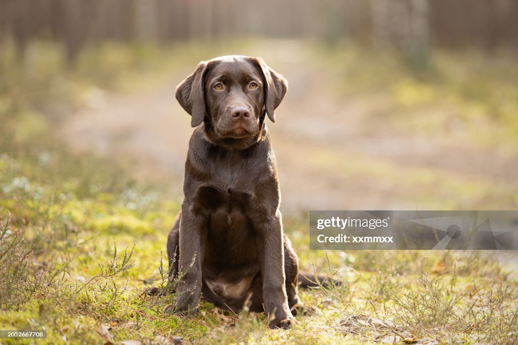 Labrador Retiever Welpe sitzt auf Waldmoos