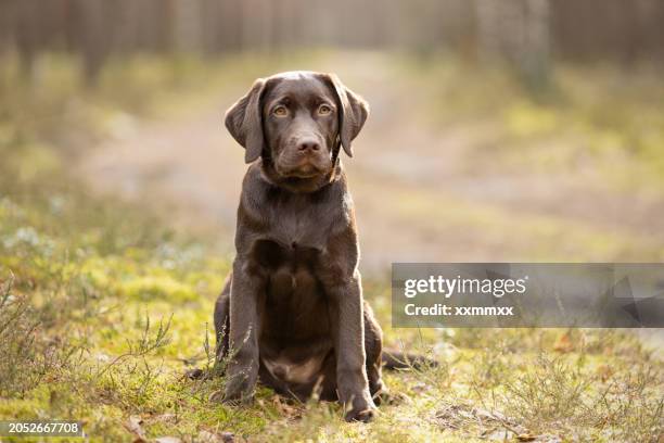 cucciolo di labrador che si siede sul muschio della foresta - labrador retriever foto e immagini stock