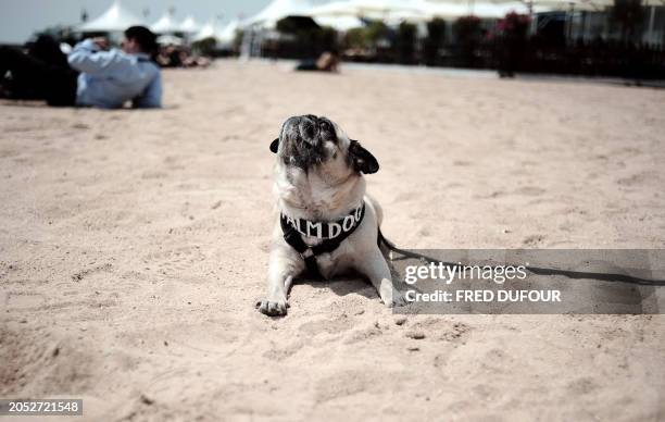 Dog poses as Lucy the thespian pooch, a cross between a hunting dog and a retriever has been awarded with the Palm Dog, the Cannes's unofficial...