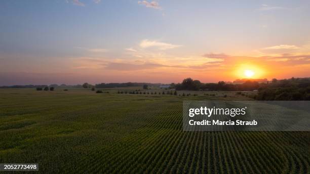 Iowa Cornfields 879 Iowa Corn Field Stock Photos, High-Res Pictures, and Images - Getty ...