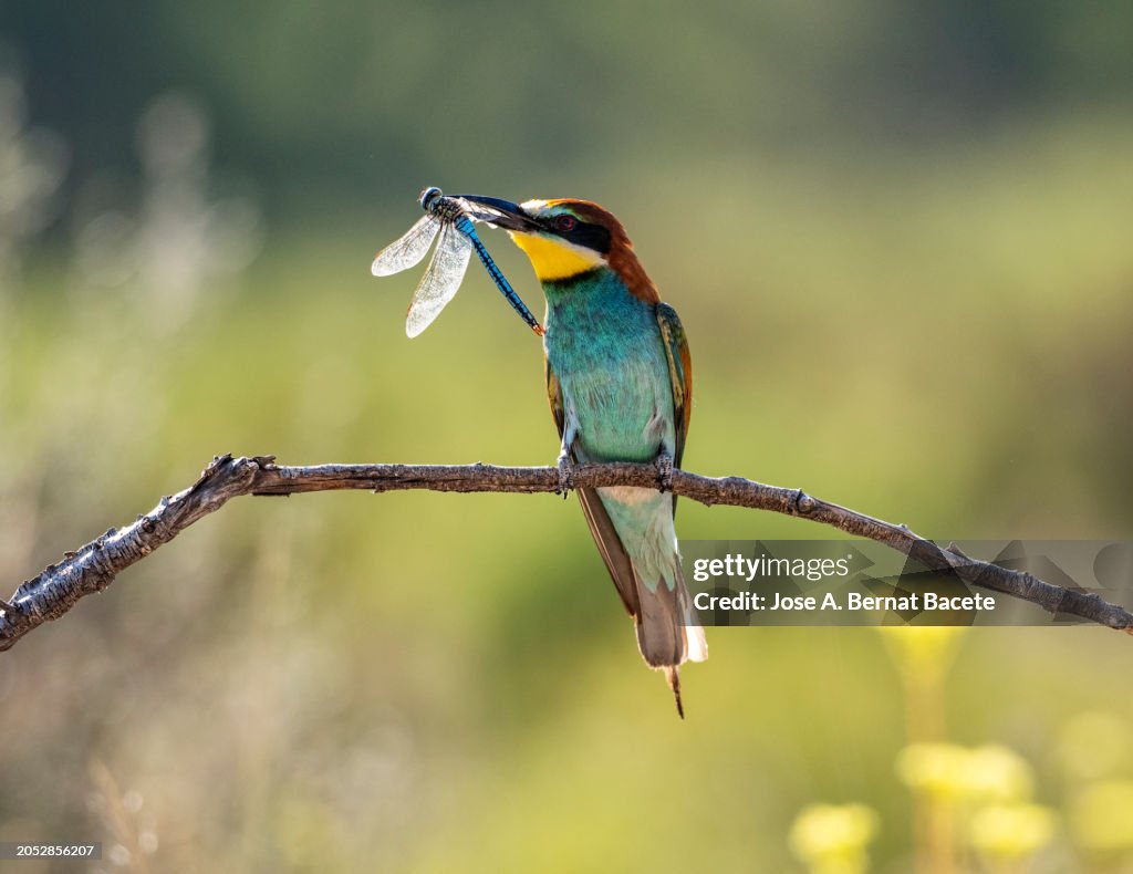 European Bee-eater (Merops apiaster), perched on a branch with a dragon-fly it has hunted in its beak.