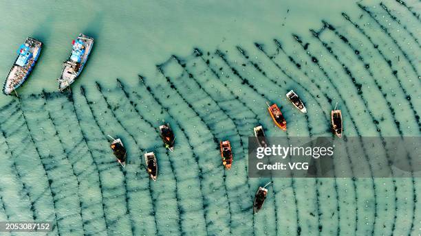 Aerial view of fishing boats setting sail to harvest kelp at Ailun Bay Marine Ranch on March 2, 2024 in Weihai, Shandong Province of China.