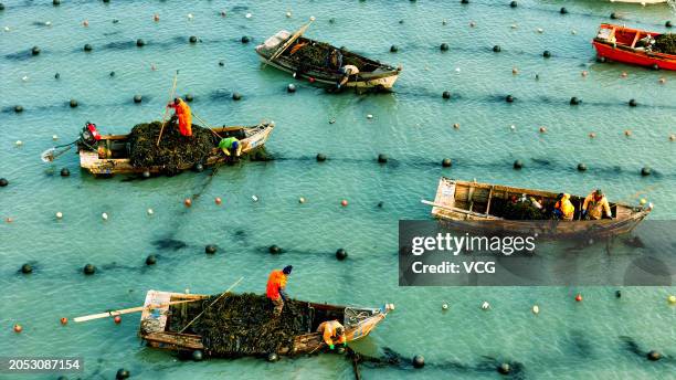 Aerial view of fishing boats setting sail to harvest kelp at Ailun Bay Marine Ranch on March 2, 2024 in Weihai, Shandong Province of China.