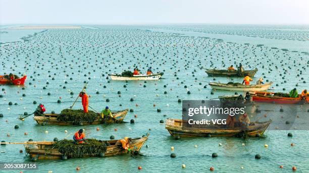 Aerial view of fishing boats setting sail to harvest kelp at Ailun Bay Marine Ranch on March 2, 2024 in Weihai, Shandong Province of China.