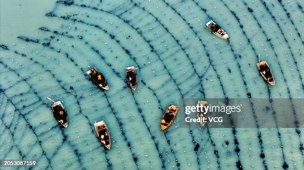 Aerial view of fishing boats setting sail to harvest kelp at Ailun Bay Marine Ranch on March 2, 2024 in Weihai, Shandong Province of China.