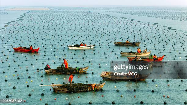 Aerial view of fishing boats setting sail to harvest kelp at Ailun Bay Marine Ranch on March 2, 2024 in Weihai, Shandong Province of China.