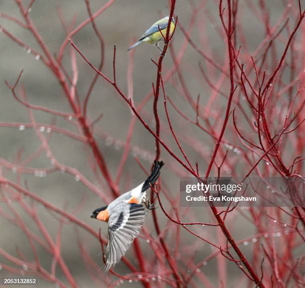 one bird flying and one bird is sitting on the branch - telemark fotografías e imágenes de stock