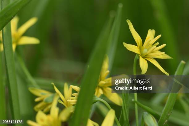 gagea lutea - gagea stock pictures, royalty-free photos & images
