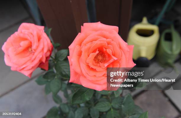 Roses in the backyard garden at the home of Doug and Karin Lenz on Tuesday, May 26, 2015 in Troy, N.Y.