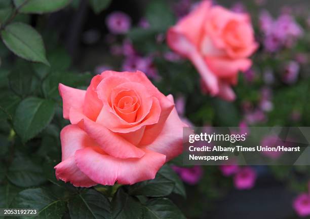 Roses in the backyard garden at the home of Doug and Karin Lenz on Tuesday, May 26, 2015 in Troy, N.Y.