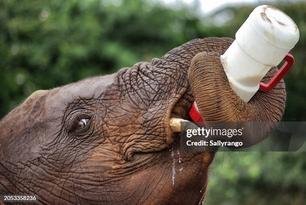 close up of a baby elephant feeding itself with milk bottle. - elephant calf stock pictures, royalty-free photos & images