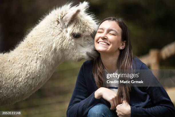 woman and her alpaca - alpaca stockfoto's en -beelden