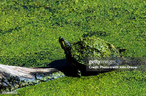 yellow-bellied slider turtle and algae - hilton head photos et images de collection