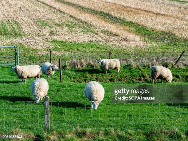 Flock of sheep is seen grazing in a field. Sunday was the warmest March 3rd ever measured in the Netherlands. In the region of Gelderland, the...