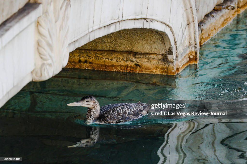 US-NEWS-LASVEGAS-BELLAGIO-BIRD-1-LV