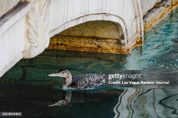 The unusual sighting of a yellow-billed loon, a migratory bird that normally makes its home in the Arctic and along the Pacific, in Lake Bellagio on...