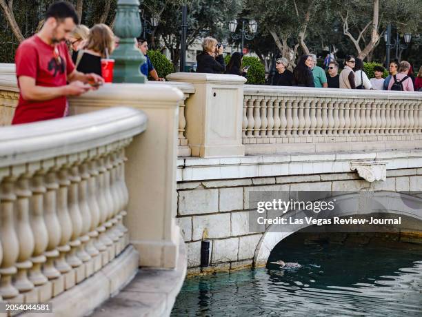 The unusual sighting of a yellow-billed loon, a migratory bird that normally makes its home in the Arctic and along the Pacific, in Lake Bellagio on...