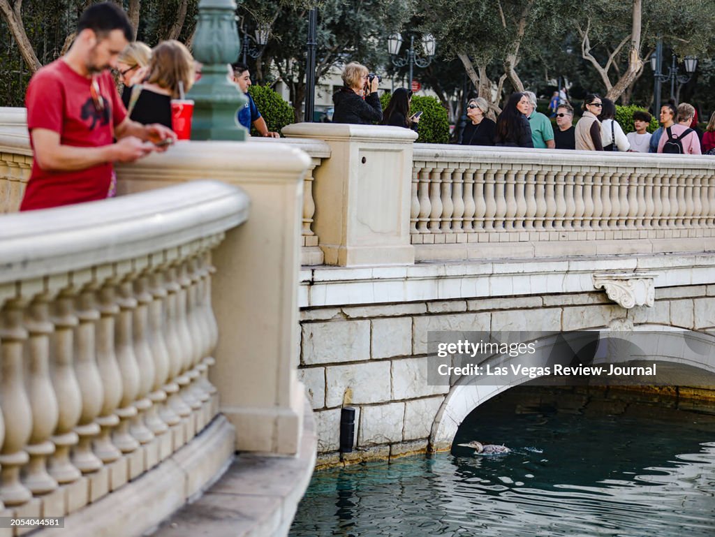 US-NEWS-LASVEGAS-BELLAGIO-BIRD-2-LV
