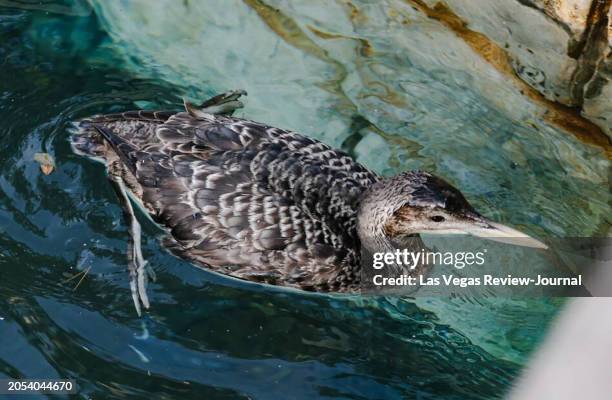 The unusual sighting of a yellow-billed loon, a migratory bird that normally makes its home in the Arctic and along the Pacific, in Lake Bellagio...