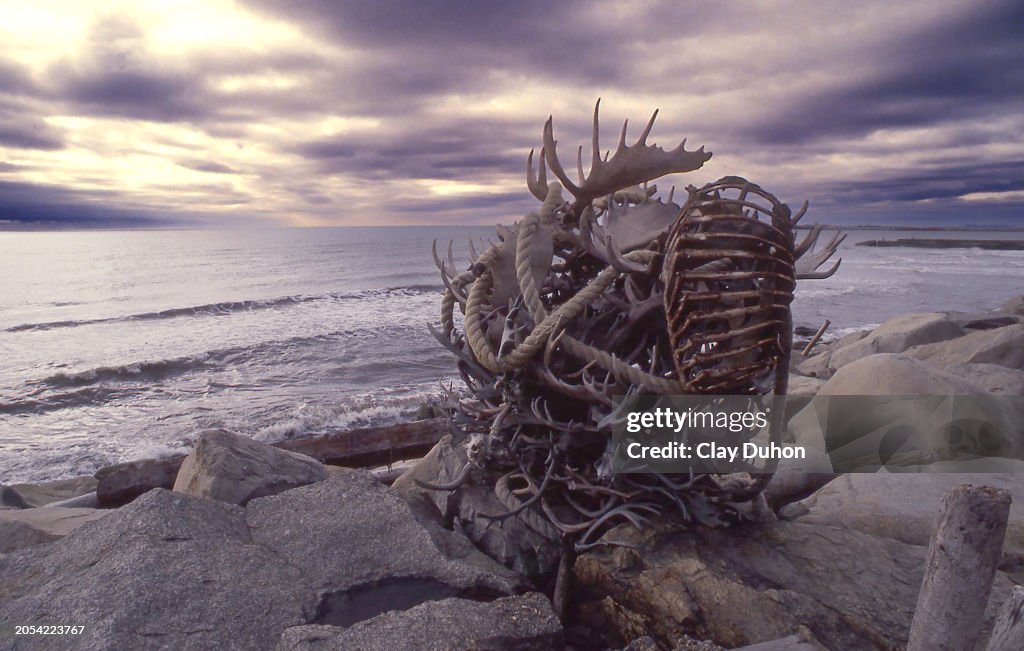 Large Moose Racks Nome Moose Rack High-Res Stock Photo - Getty Images