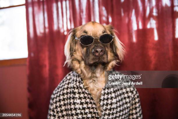 funny dog in coat, dog wearing clothes 90s fashion, dog dressed up - looking at camera celebrity stock pictures, royalty-free photos & images