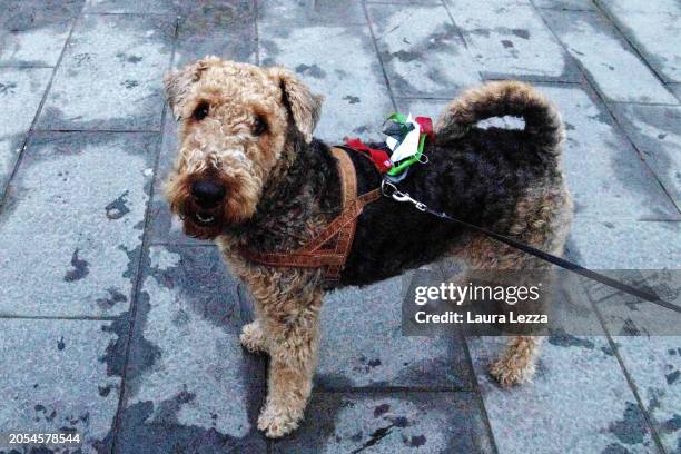 Dog wearing a Palestinian flag during a pro-Palestine demonstration after a week before police beat pro-Palestinian students on March 2, 2024 in...