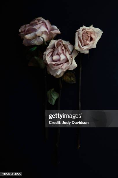 three dried wilted pale pink roses on black background with room for text - verwelkt stock-fotos und bilder