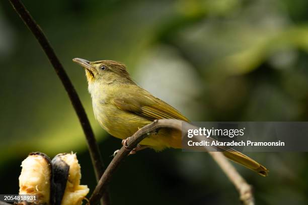 bulbul bird : adult grey-eyed bulbul (lole propinqua) - nr bend stock pictures, royalty-free photos & images