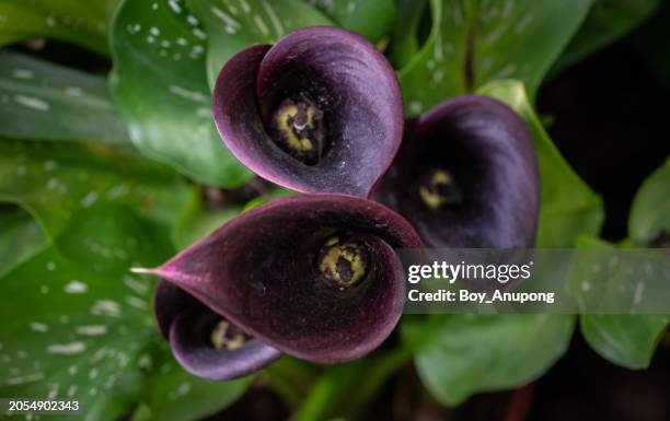 1,721 Black Lillies Stock Photos, High-Res Pictures, and Images