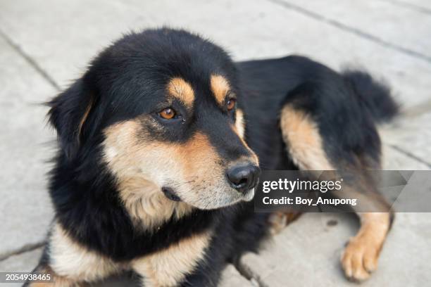 the himalayan sheepdog is a breed of livestock guardian dog from the himalayas. - tibetan mastiff stock pictures, royalty-free photos & images