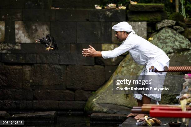 An Indonesian Hindu Priest releases a chicken as offerings during the Melasti ritual at Jolotundo Temple on March 03, 2024 in Mojokerto, Indonesia....