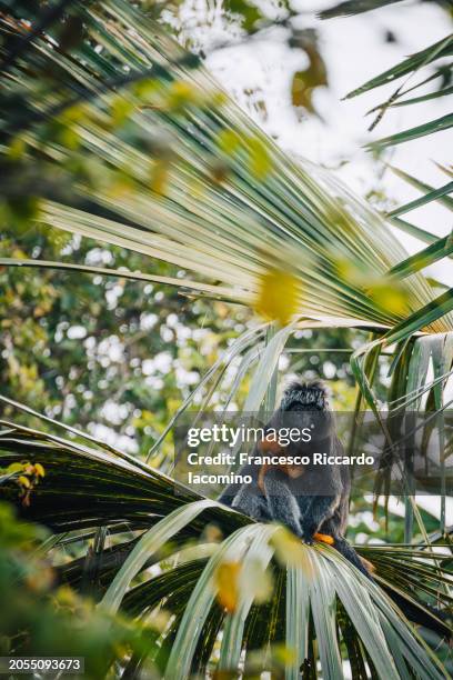 Java Monkey Baby 406 Baby Hanuman Stock Photos, High-Res Pictures, and Images - Getty Images