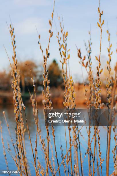 catkins on branch. spring background - saule blanc photos et images de collection