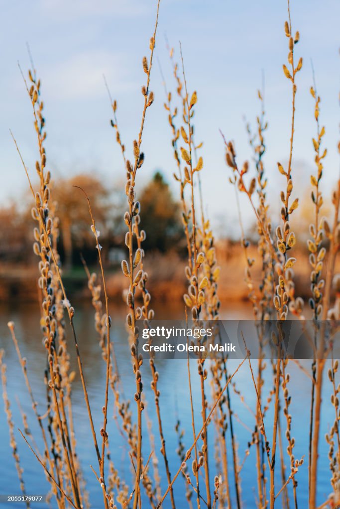 Catkins on branch. Spring background