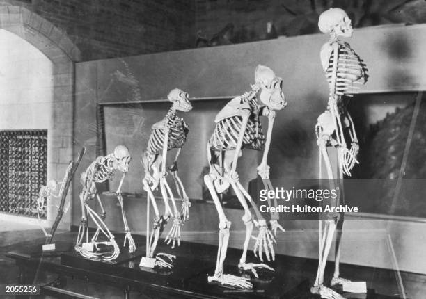 Display of a series of skeltons showing the evolution of humans at the Peabody Museum, New Haven, Connecticut, circa 1935.