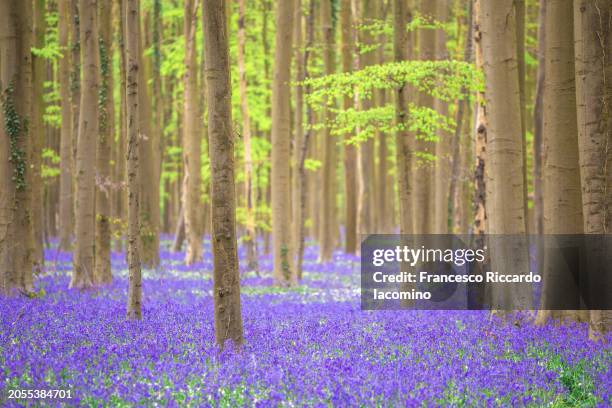 bluebells forest with magical mood - iacomino belgium stock pictures, royalty-free photos & images