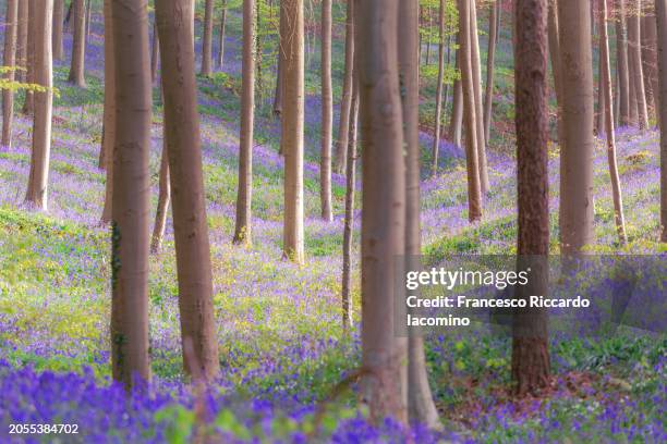 hallerbos, belgium. bluebells forest with magical mood - iacomino belgium stock pictures, royalty-free photos & images
