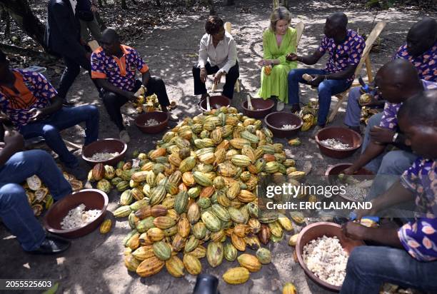 Queen Mathilde of Belgium visits a Cocoa plantation in Meagui, during a royal working visit to Ivory Coast, in San Pedro, Wednesday 06 March 2024....